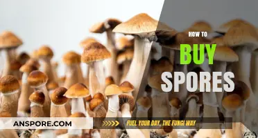 A Beginner's Guide to Safely and Legally Purchasing Spores