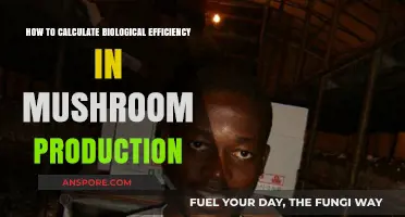 Mushroom Cultivation: Calculating Biological Efficiency