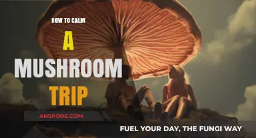 Calm Your Trip: Guide to Soothing Shroom Journeys
