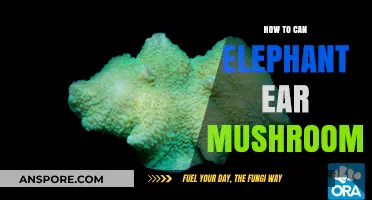 Canning Elephant Ear Mushrooms: A Step-by-Step Preservation Guide