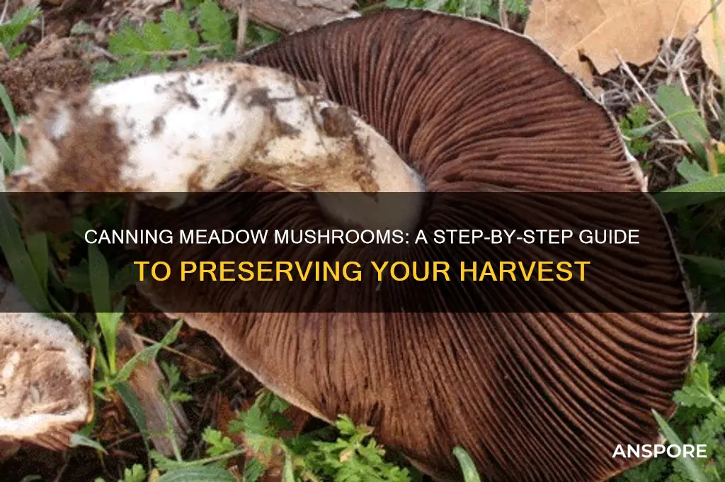how to can meadow mushrooms