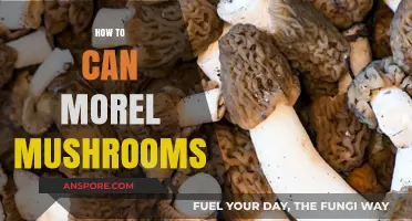Mastering Morel Canning: A Step-by-Step Guide to Preserving Wild Mushrooms