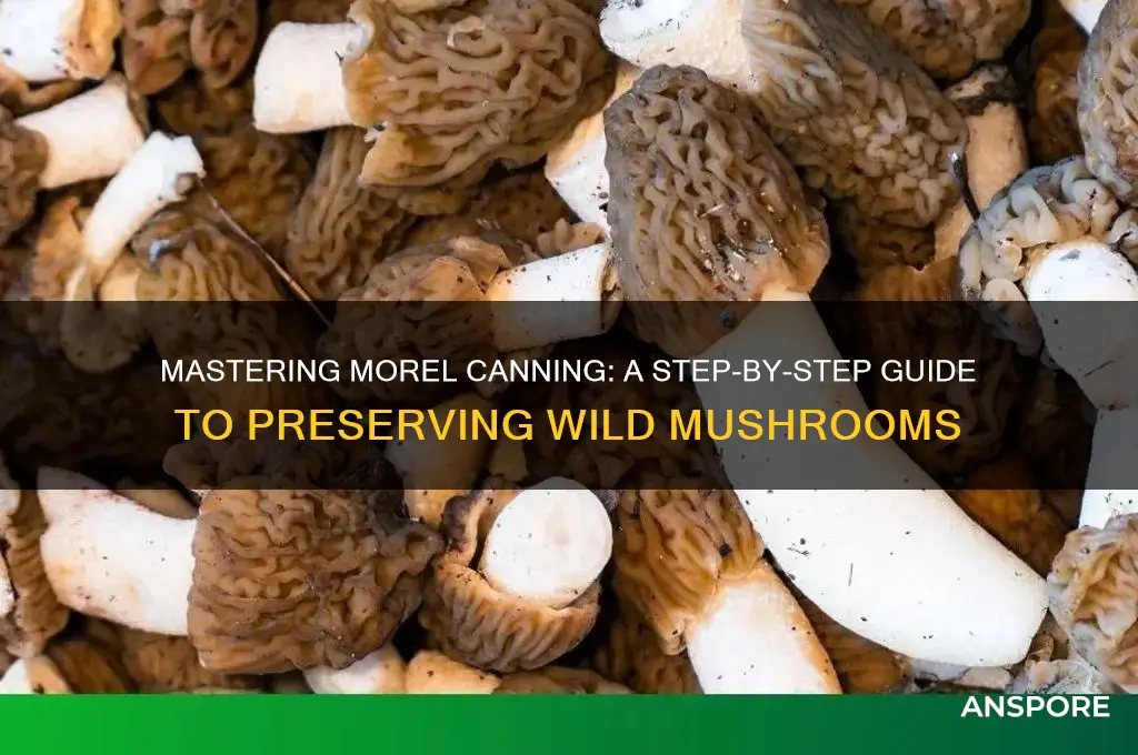 how to can morel mushrooms