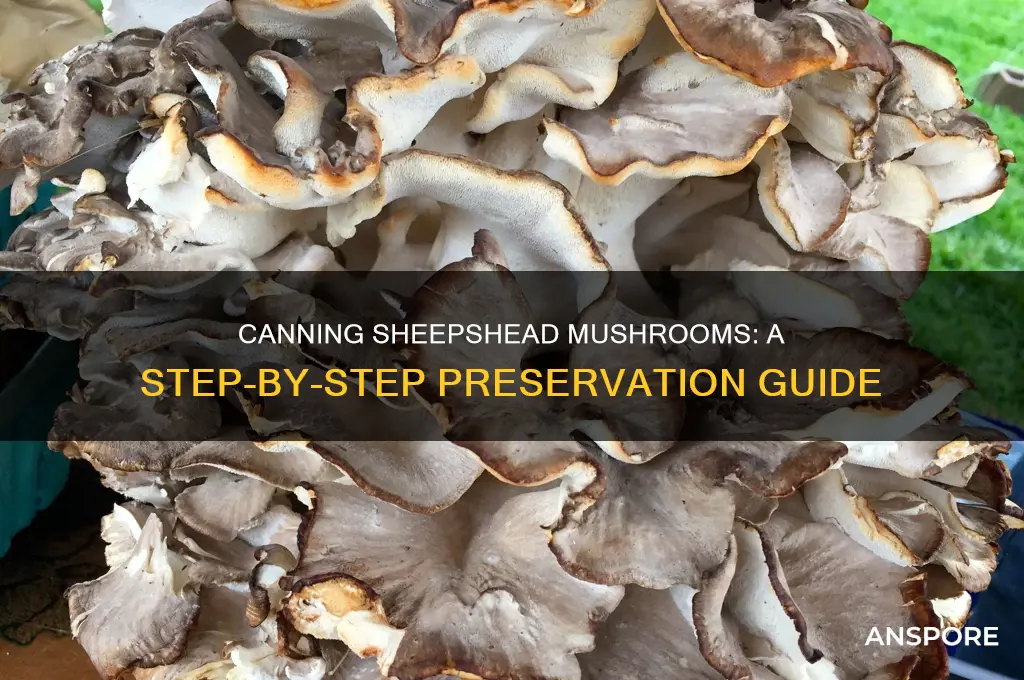 how to can sheepshead mushrooms
