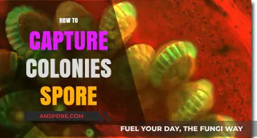 Mastering Spore Collection: Techniques for Capturing Colonies Effectively