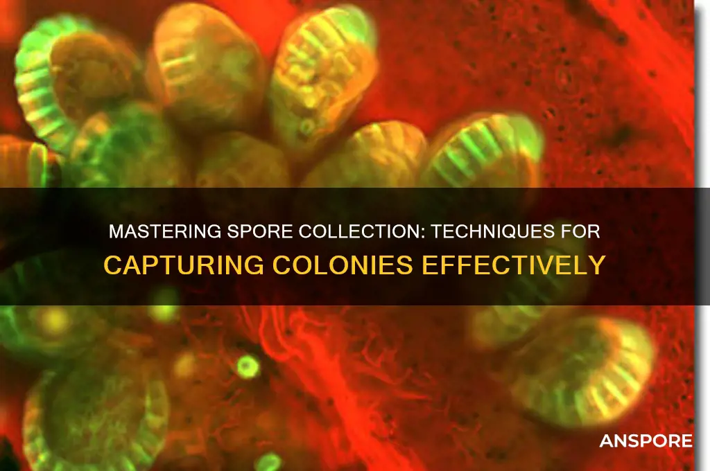 how to capture colonies spore