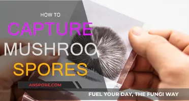 Capturing Mushroom Spores: A Step-by-Step Guide