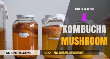 The Ultimate Guide to Nurturing Your Kombucha SCOBY