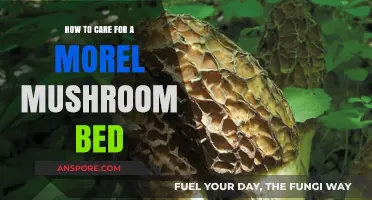 Nurturing Morel Mushroom Beds: Essential Care Tips for Abundant Harvests
