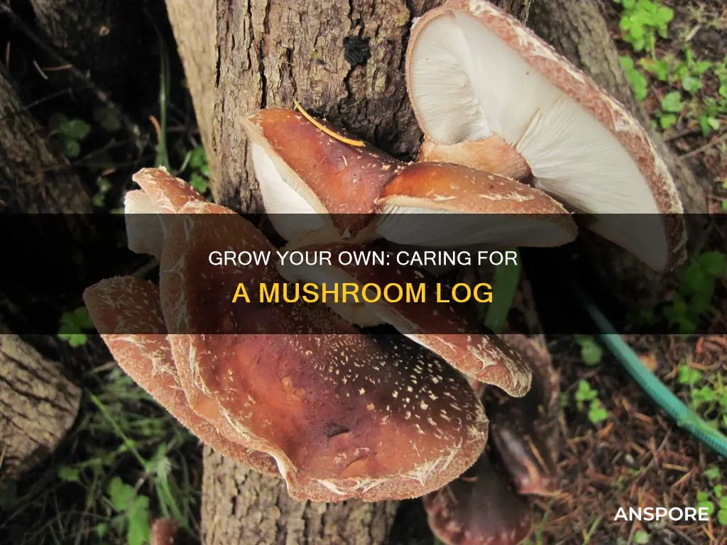 how to care for a mushroom log
