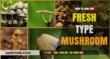 Fresh Mushroom Care: Tips for Longer Life