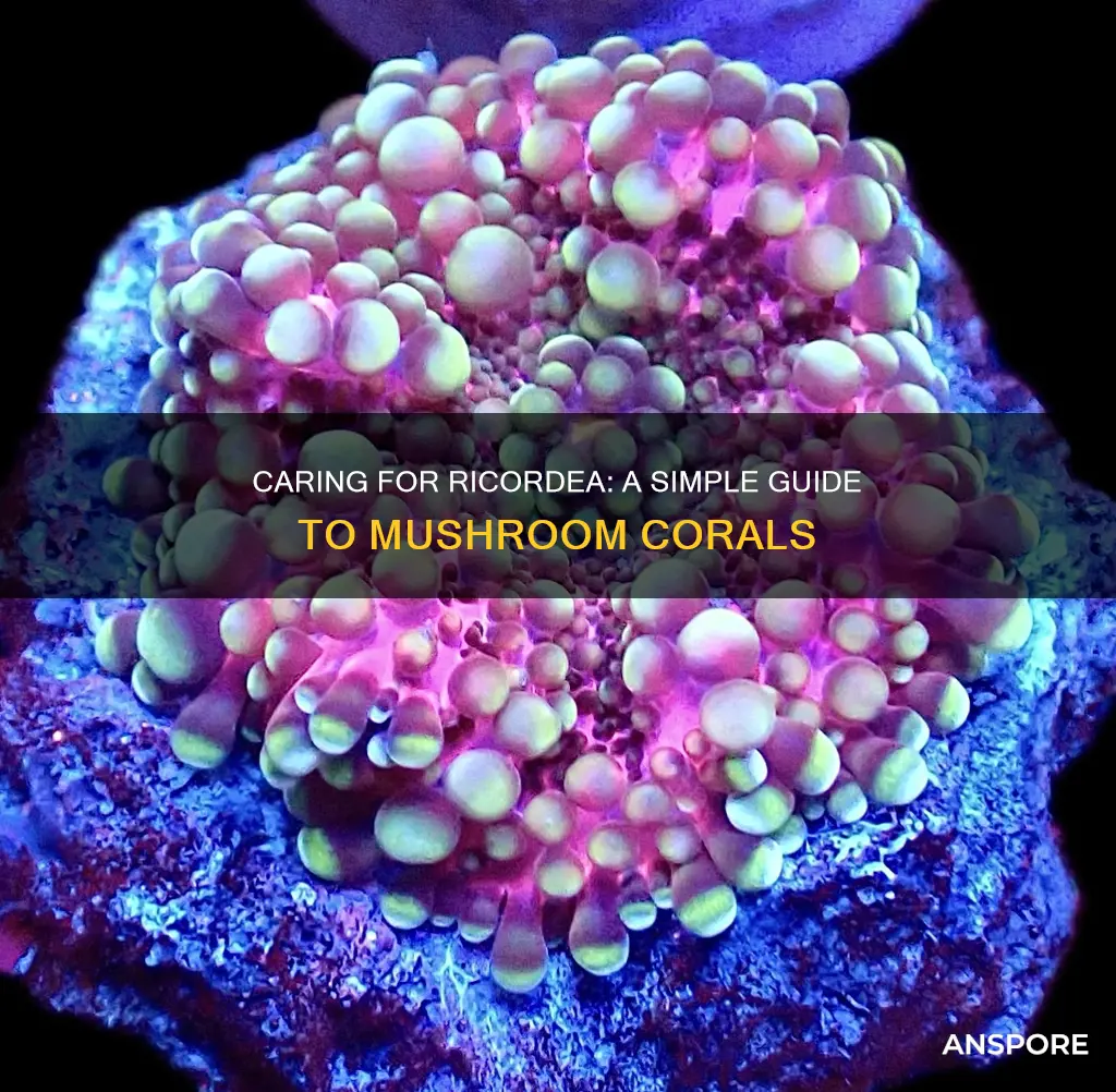 how to care for ricordea mushroom coral