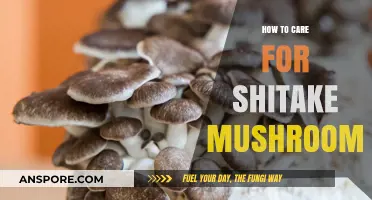 The Ultimate Guide to Shiitake Mushroom Care
