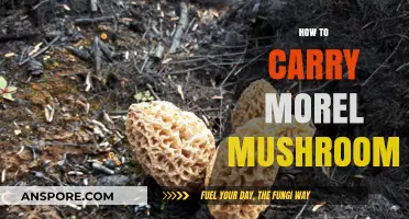 Properly Transporting Morel Mushrooms: Tips for Safe and Fresh Delivery