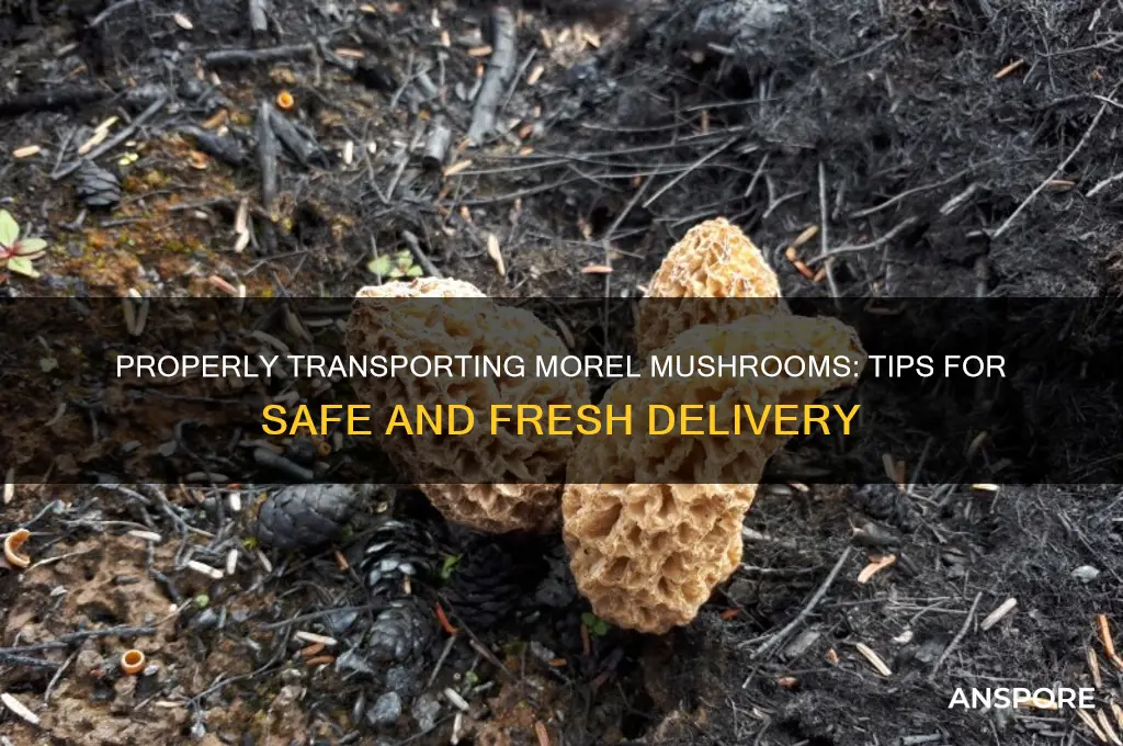 how to carry morel mushrooms