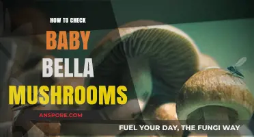 Inspecting Baby Bella Mushrooms: A Quick Guide