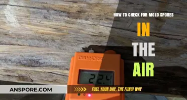 Detecting Mold Spores: A Guide to Testing Air Quality in Your Home