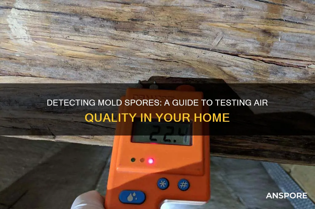 how to check for mold spores in the air