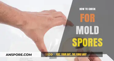 Effective Methods to Detect Mold Spores in Your Home