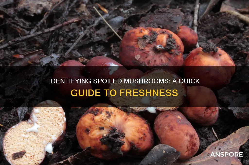 how to check for spoiled mushrooms