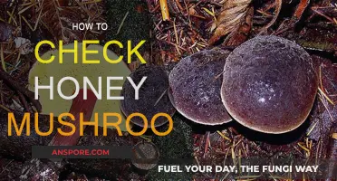 Identifying Honey Mushrooms: A Simple Guide