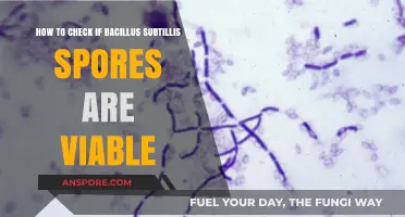 Assessing Bacillus Subtilis Spores Viability: A Comprehensive Testing Guide