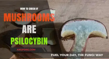 Identifying Magic Mushrooms: A Guide to Finding Psilocybin