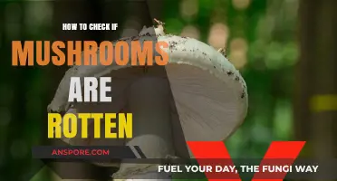 Spotting Rotten Mushrooms: A Quick Guide