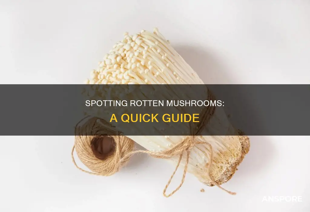 how to check if mushrooms are rotten