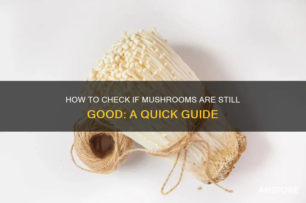 how to check if mushrooms are still good
