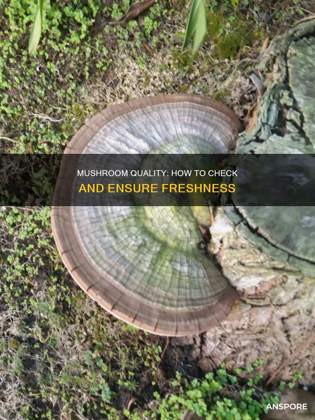 how to check mushroom quality
