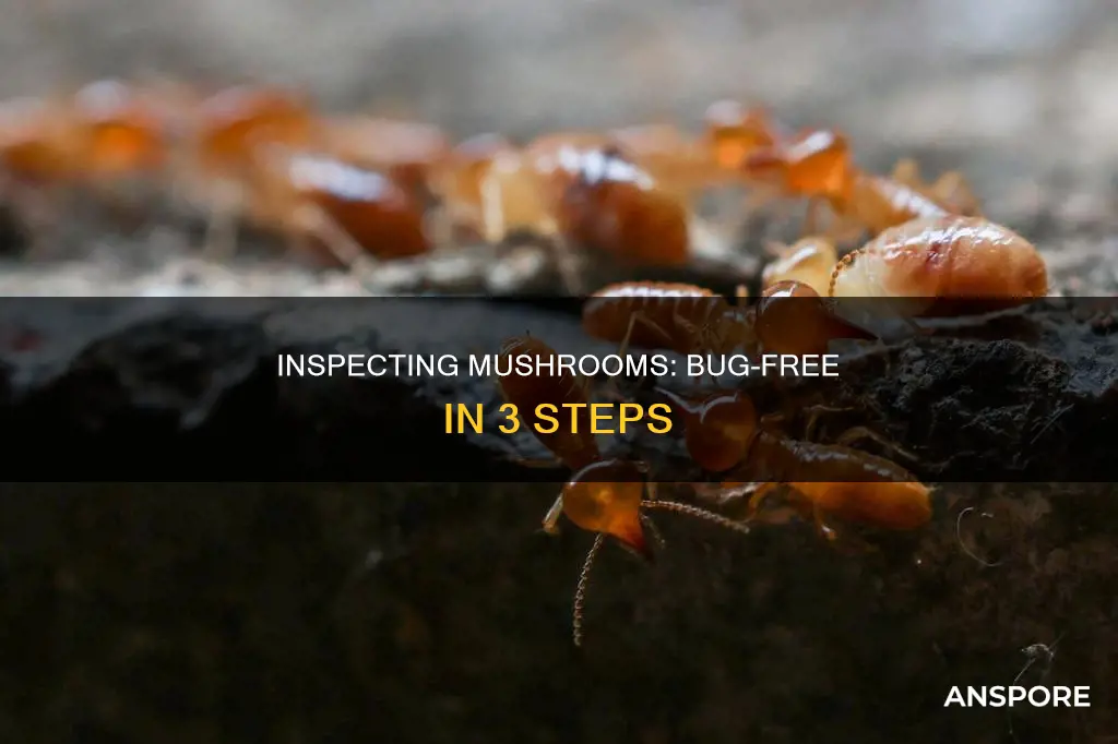 how to check mushrooms for bugs