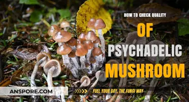Guide to Testing Psychedelic Mushroom Quality