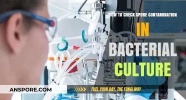 Detecting Spore Contamination in Bacterial Cultures: A Step-by-Step Guide