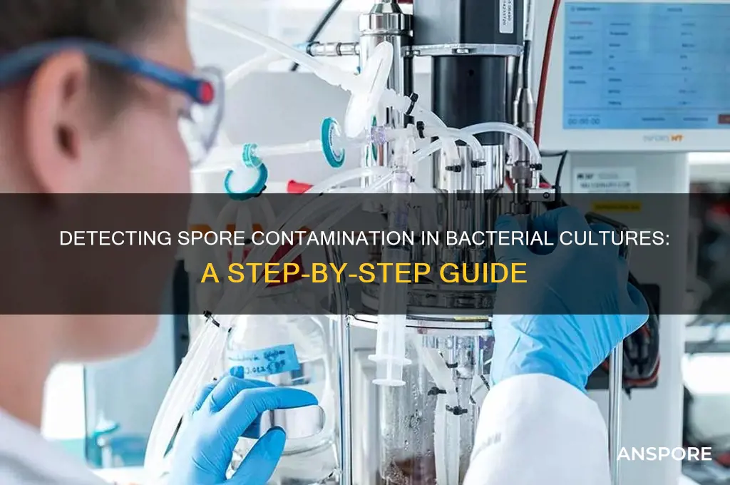 how to check spore contamination in bacterial culture