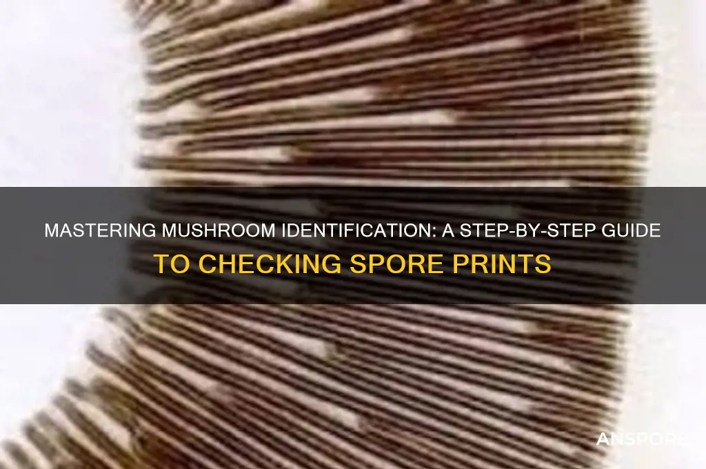 how to check spore print