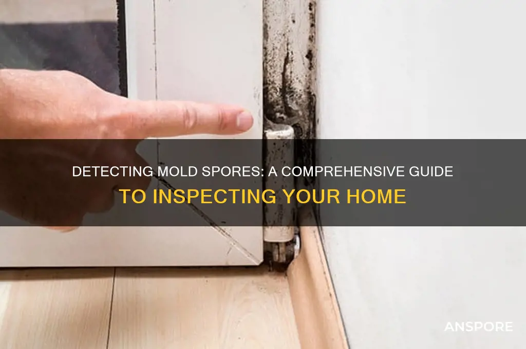 how to check your home for mold spores