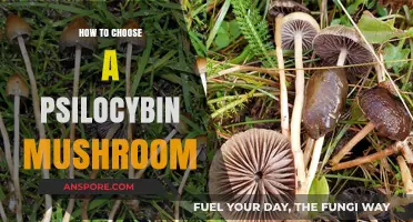 Selecting Magic Mushrooms: A Guide to Psilocybin Varieties