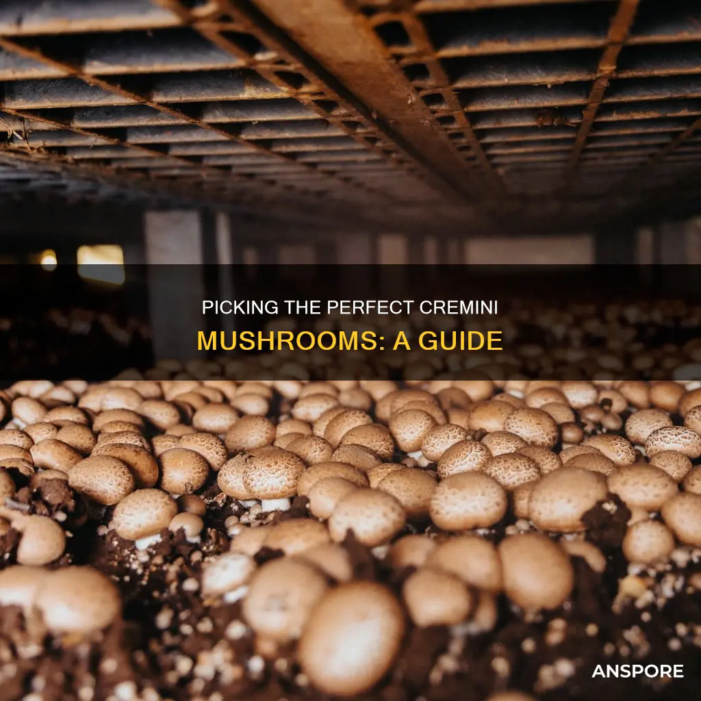 how to choose cremini mushrooms