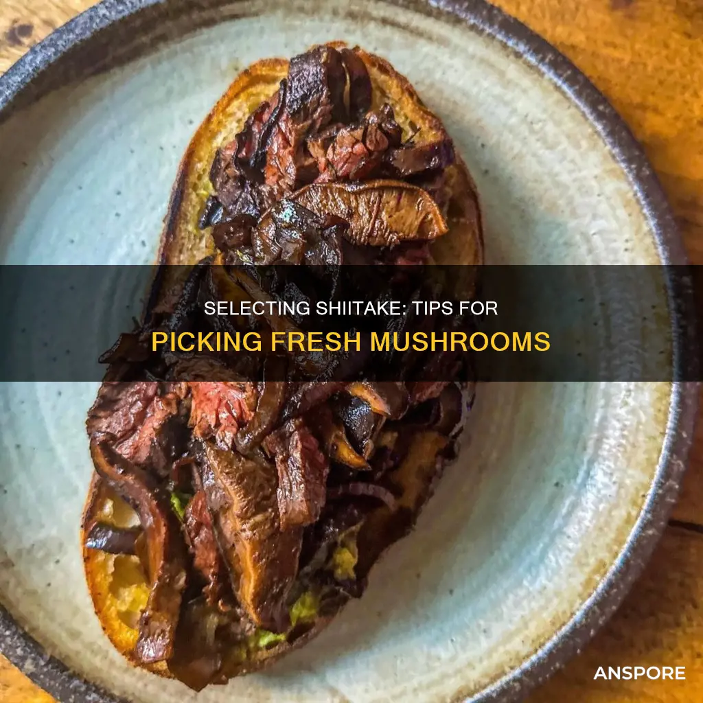 how to choose fresh shiitake mushrooms