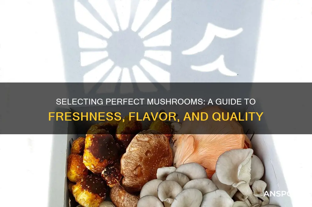 how to choose good mushrooms