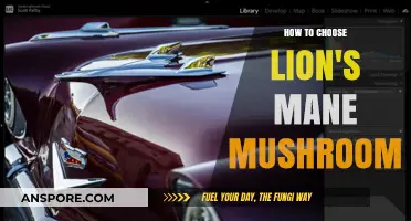 Lion's Mane Mushrooms: Picking the Best for Your Health