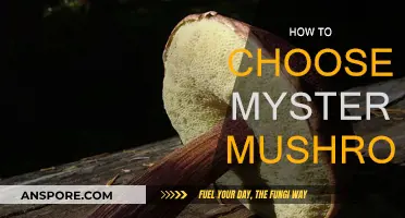 Selecting the Best Mystery Mushrooms: A Guide