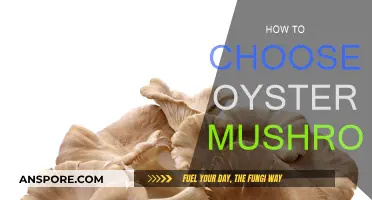 Picking Oyster Mushrooms: A Simple Guide