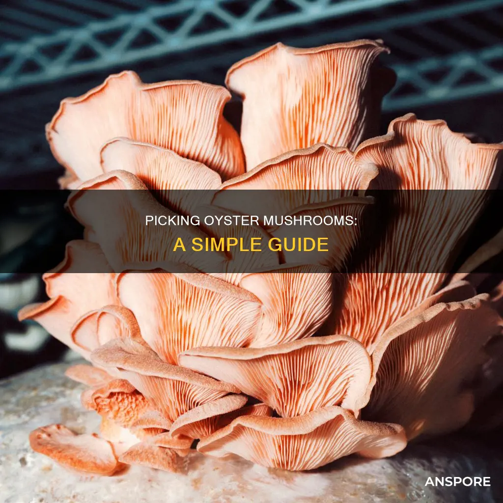 how to choose oyster mushrooms