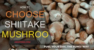 Shiitake Mushrooms: Picking the Best for Your Plate