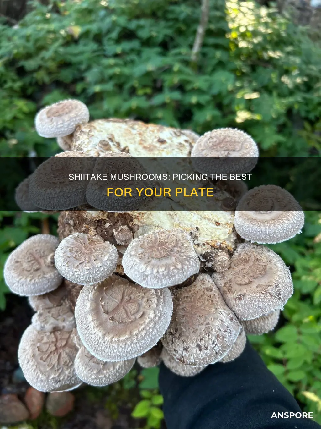 how to choose shiitake mushrooms