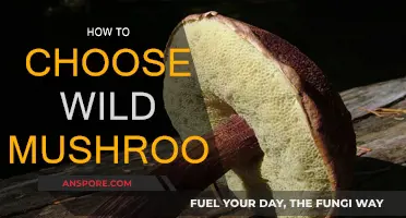 Foraging Mushrooms: How to Pick the Right Ones