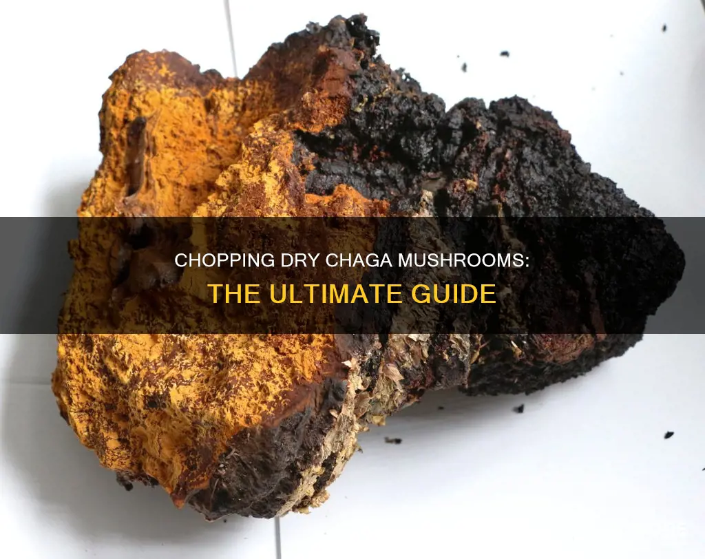 how to chop dry chaga mushroom