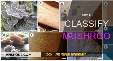 Mushroom Classification: A Guide to Identifying Funghi